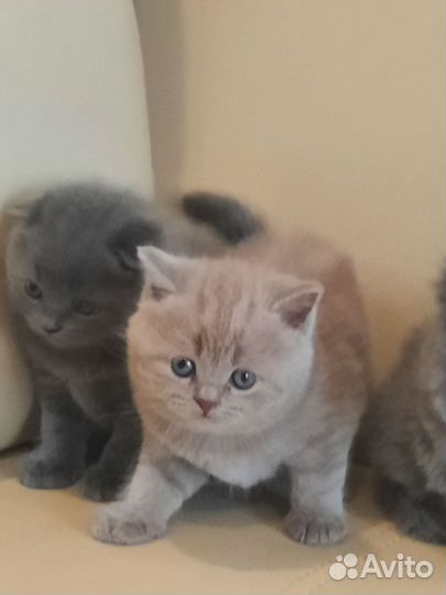 Шотландские котята