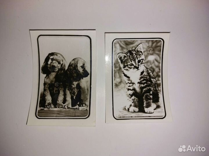 Открытка Тигр СССР