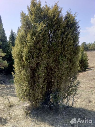Стволы можжевельника