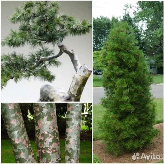 Семена интересных сосен