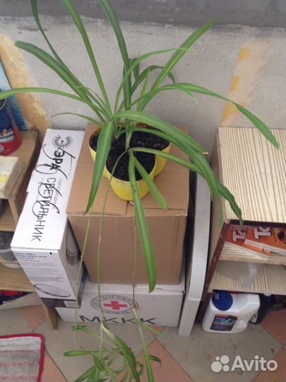 Цветок, растение (хлорофитум)