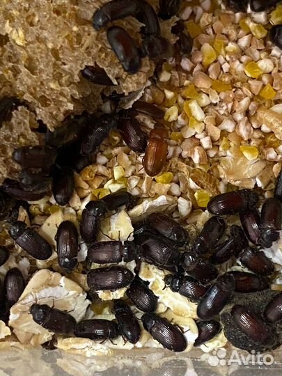 Жук - знахарь. Корм для муравьёв, рыб, рептилий