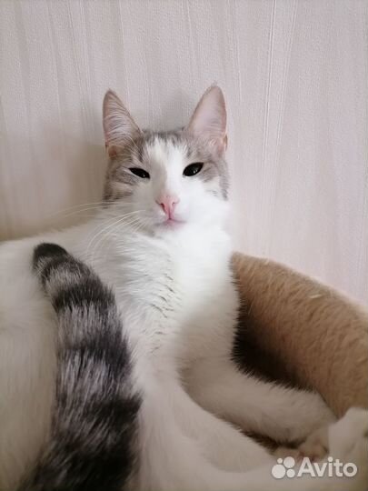Кошка в дар