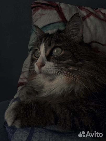 Кошка в дар бесплатно