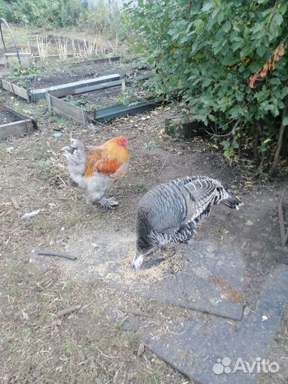 Индюки и петух Брама