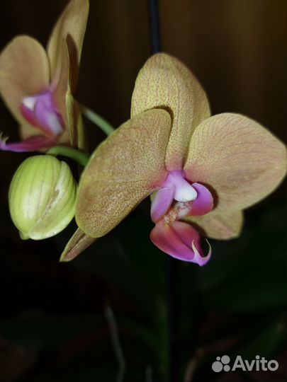Орхидея фаленопсис