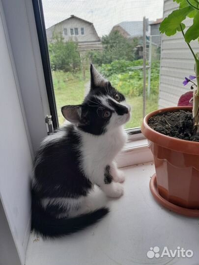 Очаровашка-кошечка в добрые руки