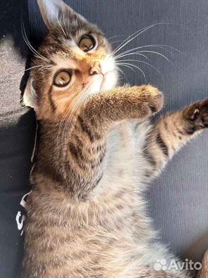 Котята