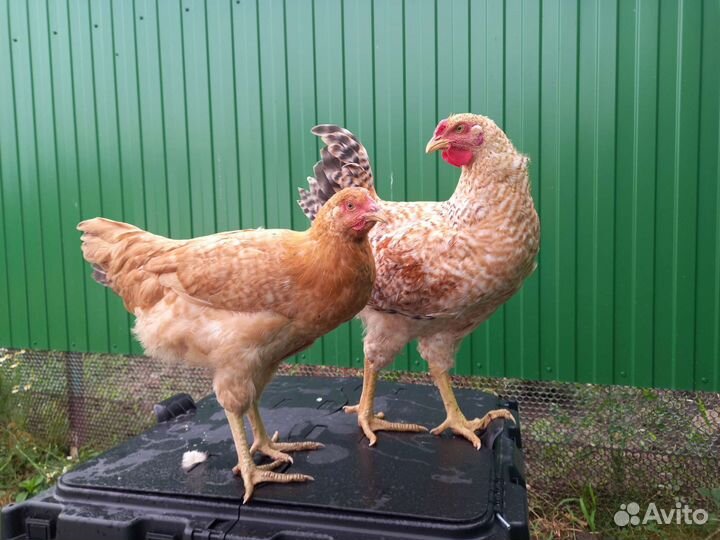 Царскосельски и пушкинские курочки и петушки