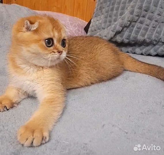 Золотая вислоушка девица. Питомник