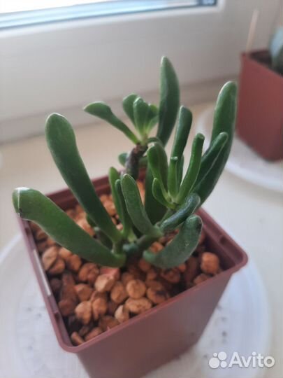 Крассула Голлум