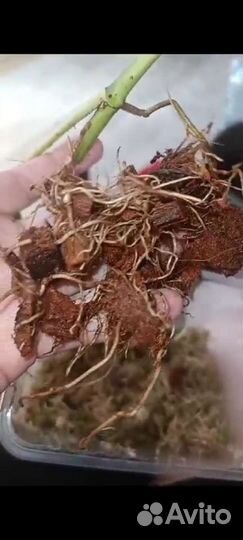 Epipremnum yellow flame.Эпипремнум Еллоу Флейм