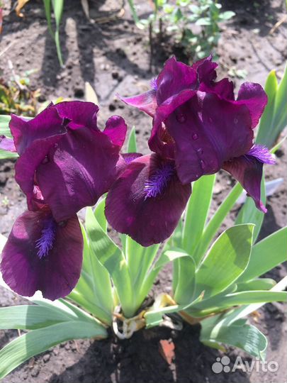 Ирисы Сибирский и карликовые, астильба, монарда