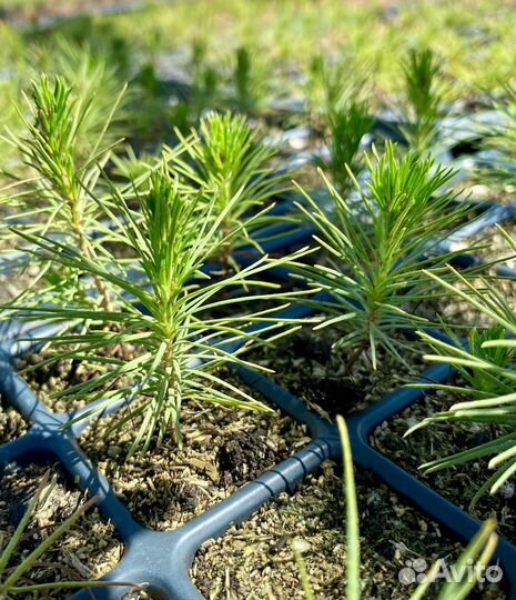 Саженцы сосны зкс