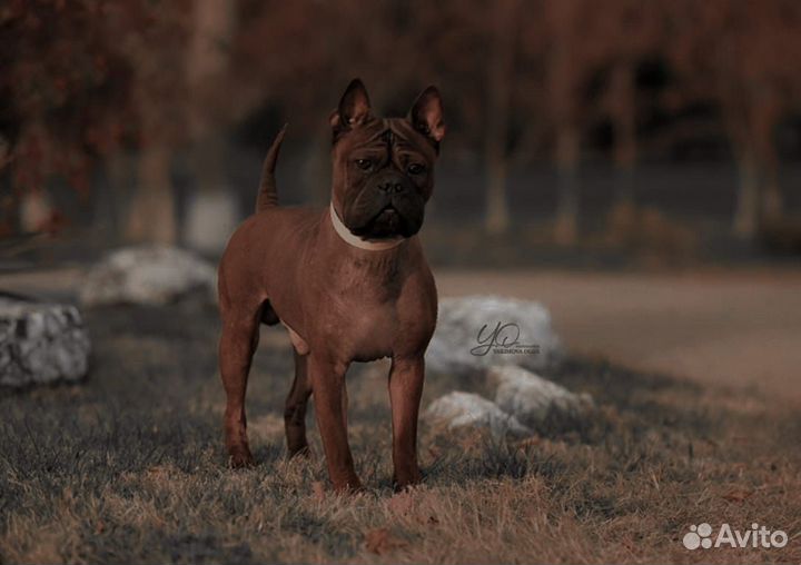 Чунцин.Щенки.Вязка