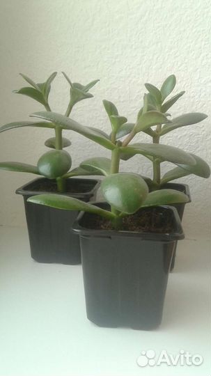 Денежное дерево (толстянка, крассула овата)