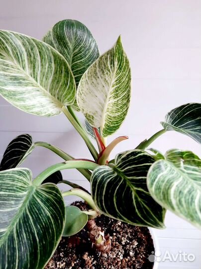 Ароидные и др