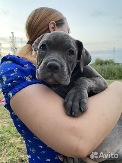 Американский булли