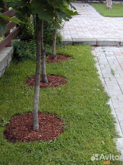 Мульча кора лиственницы