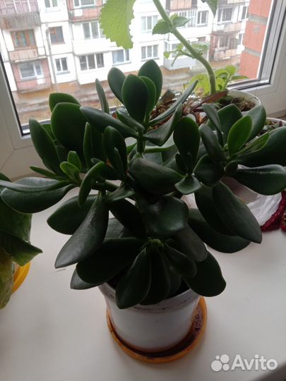 Толстяка (денежное дерево)