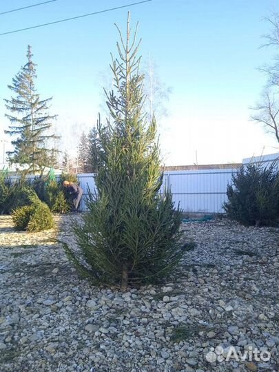 Ель Новогодняя, живая ёлка