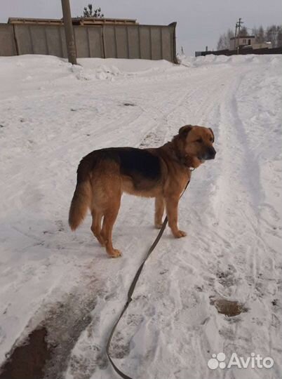 Собака кобель в добрые руки