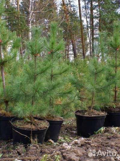 Сосна обыкновенная