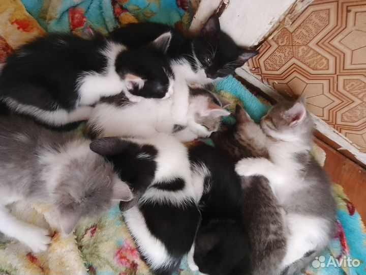 Кошка в дар