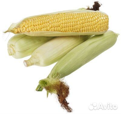 Кукуруза в початках
