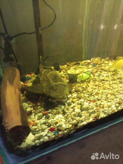 Парчевый сом