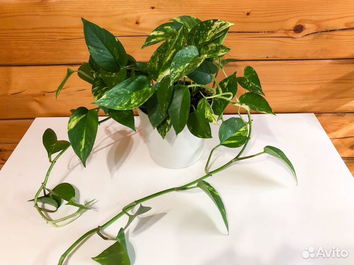 Сциндапсус (эпипремнум) золотистый