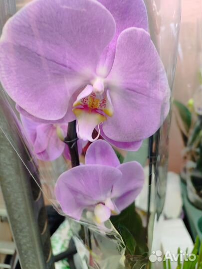 Орхидея фаленопсис