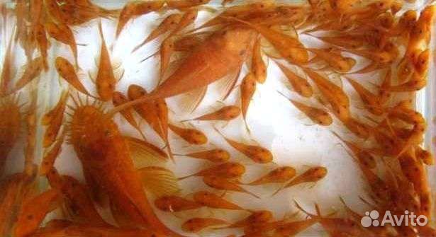 Аквариумные рыбки сомики