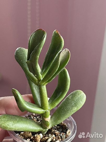 Крассула Рэд хорн три