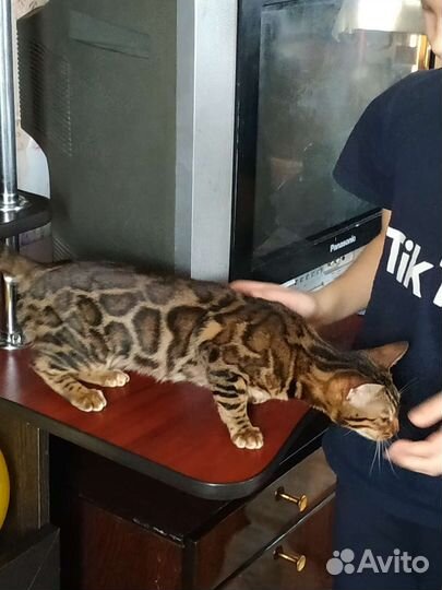 Бенгальская кошка в добрые руки