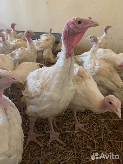 Индюки индюшата