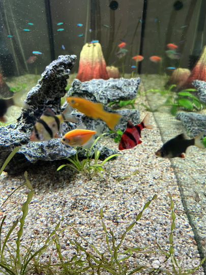 Аквариумные рыбки барбусы
