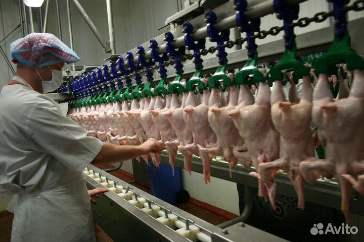 Ищем работников для вахты на птицефабрике