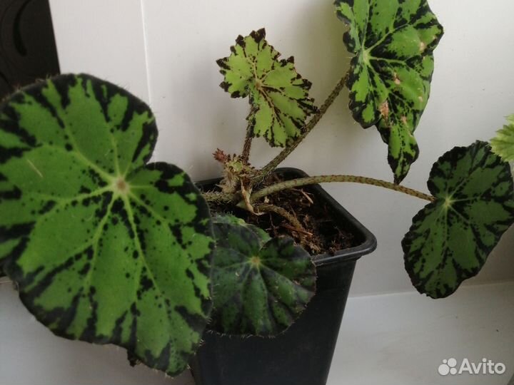 Сансевиерия щучий хвост, бегония- крылья ангела