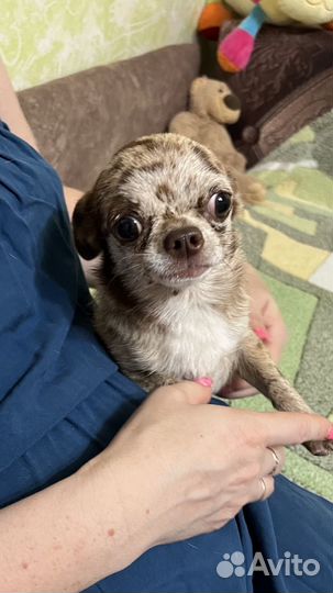 Мраморная девочка чихуахуа