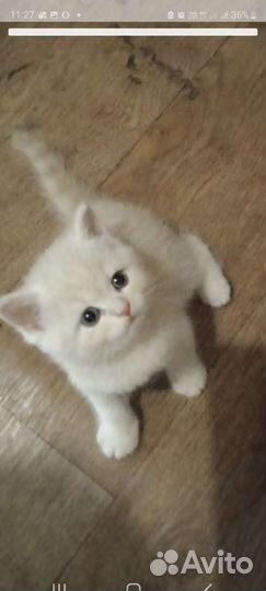 Британская