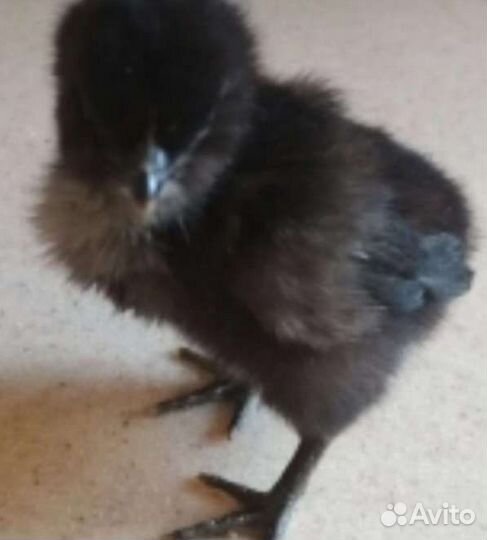 Цыплята Ухейилюй