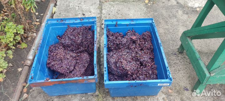 Виноградные отжимки для дистиллята (чачи)