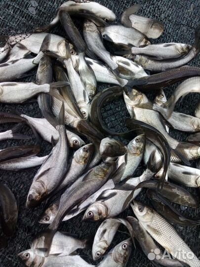 Малек белого амура