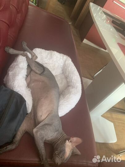 Вязка сфинкса