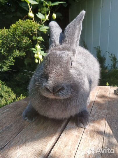 Самец Полтавское серебро 5 мес