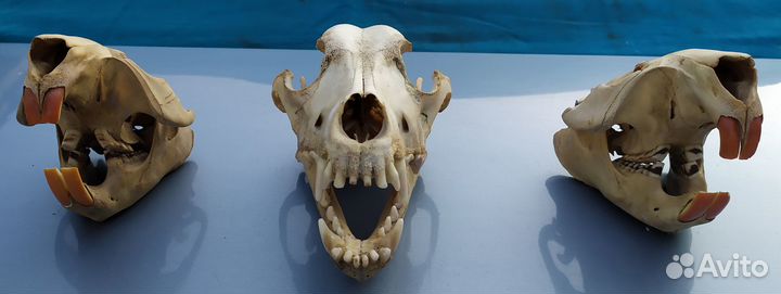 Черепа животных для интерьера. Оригинал. Лот