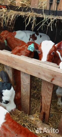 Телята с доставкой в ваш двор