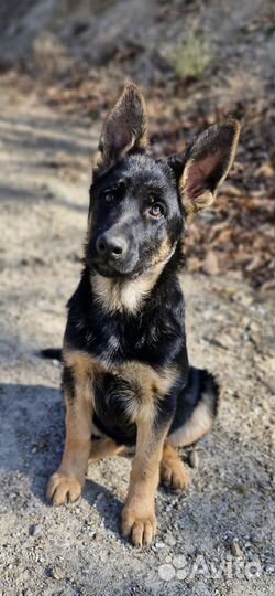 Немецкая овчарка