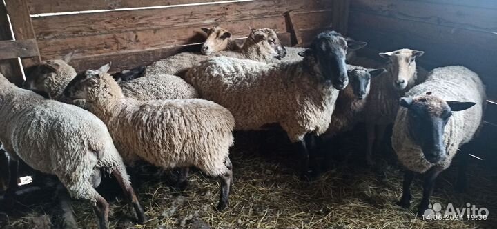 Овцематки, баран-производитель